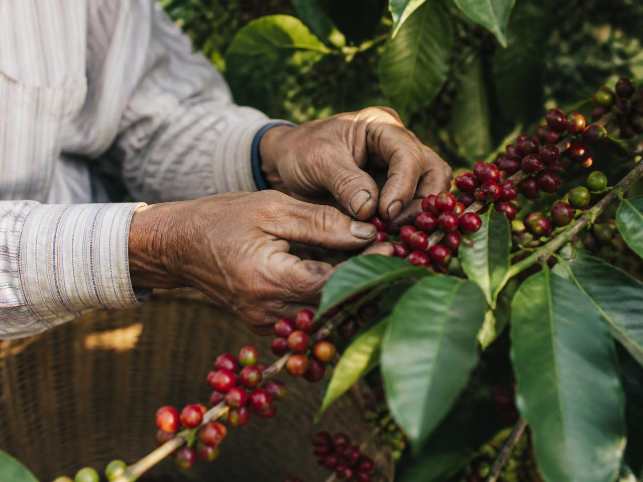 Mãos de produtor colhendo grãos maduros de café